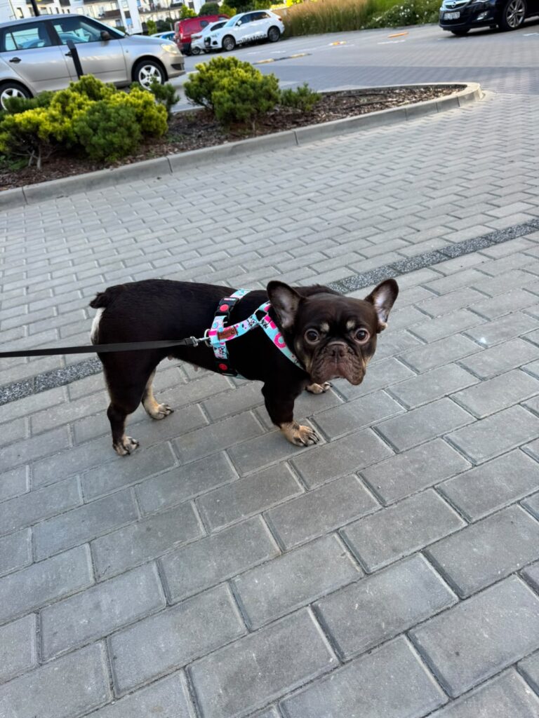 Choco