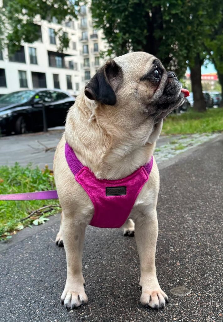 Kiszka