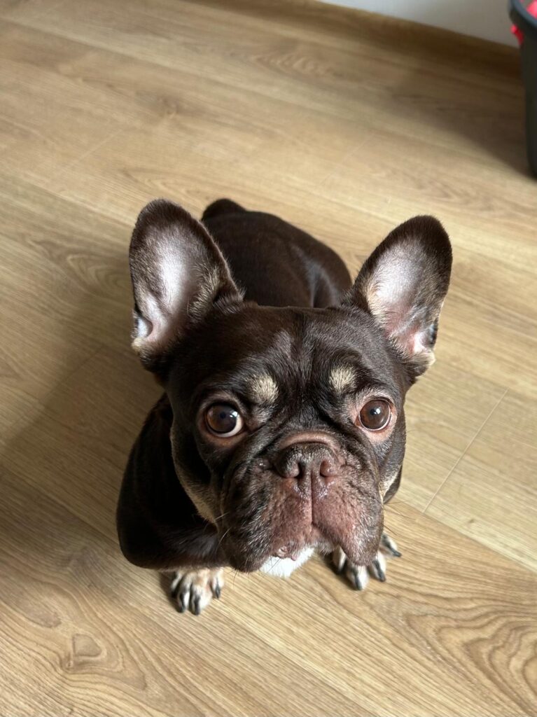 Choco