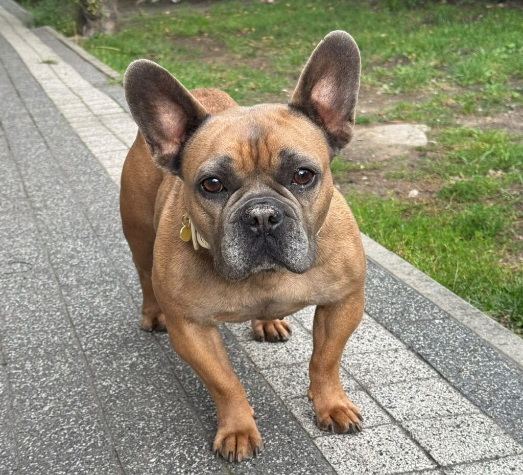 Shila